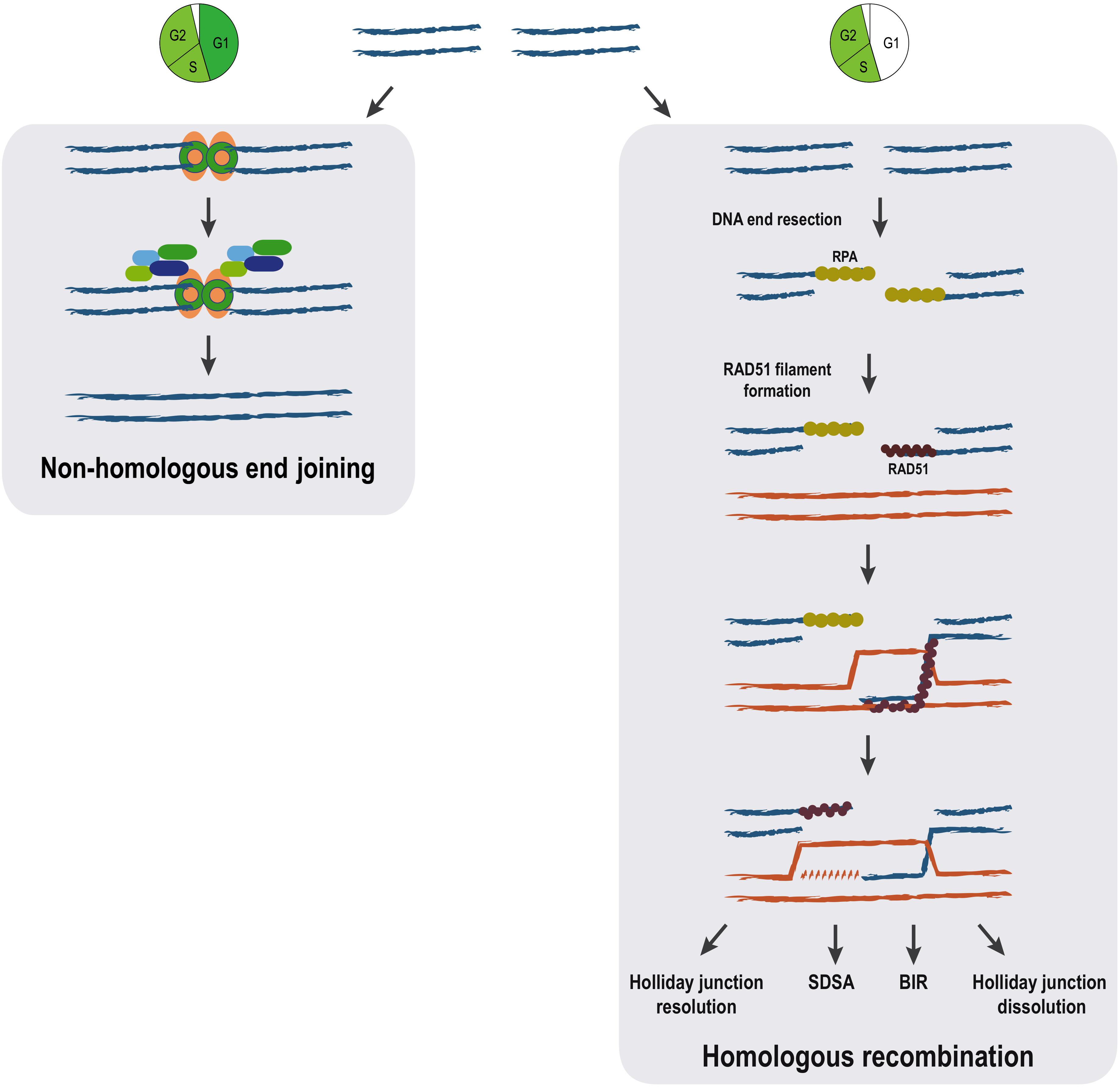 Frontiers Studying Dna Double Strand Break Repair An Ever Growing Toolbox Molecular Biosciences