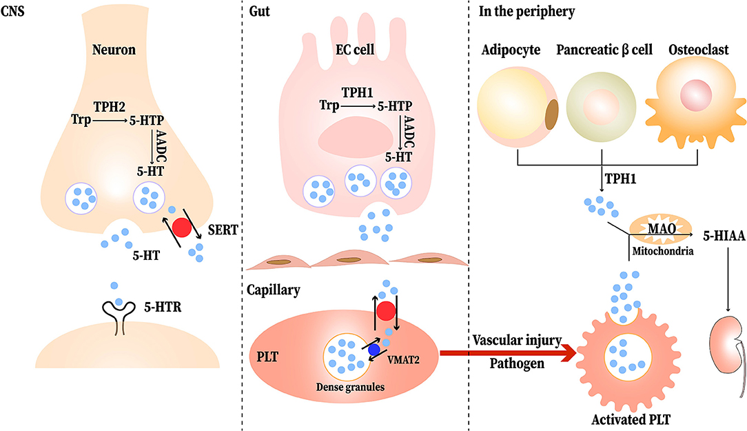 A Dialogue between the Immune System and Brain, Spoken in the Language of  Serotonin