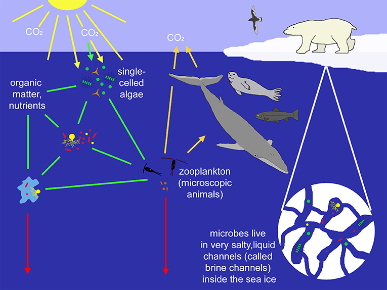Figure 1 - A typical Arctic food web.