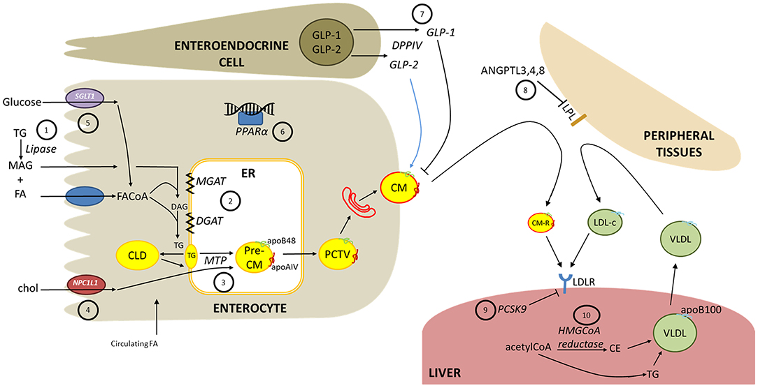 Frontiers | Role of the Gut in Diabetic Dyslipidemia | Endocrinology