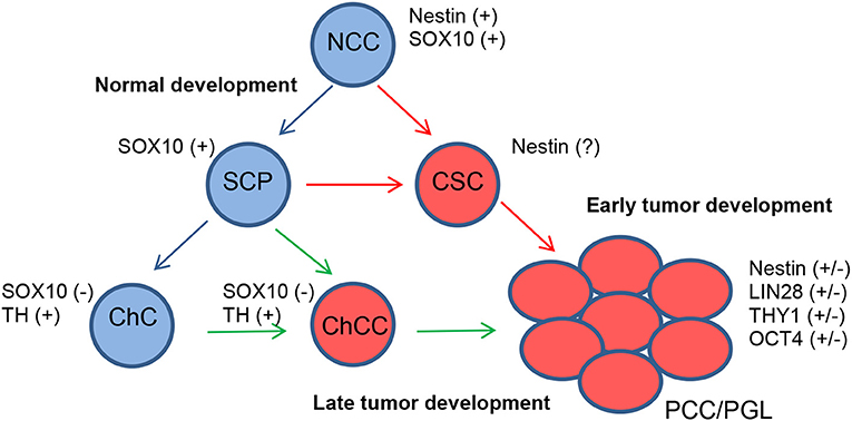Frontiers Cancer Stem Cells In Pheochromocytoma And Paraganglioma Endocrinology