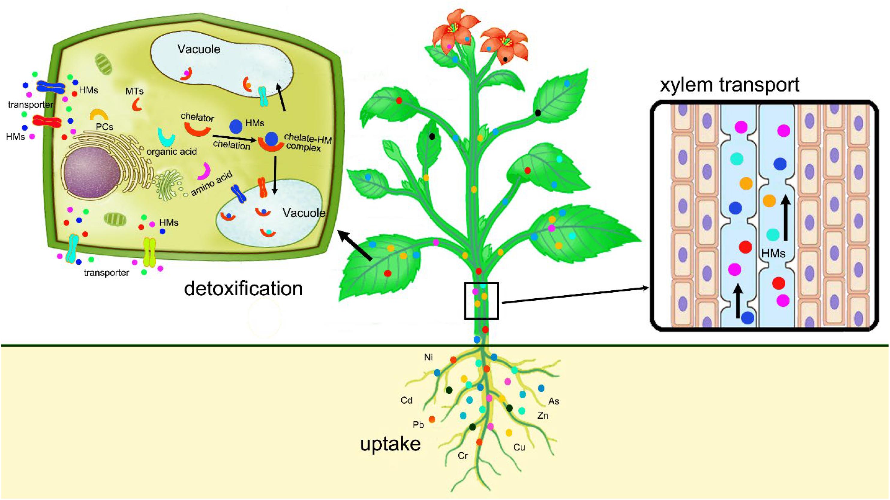 Frontiers Phytoremediation A Promising Approach For Revegetation Of Heavy Metal Polluted Land Plant Science