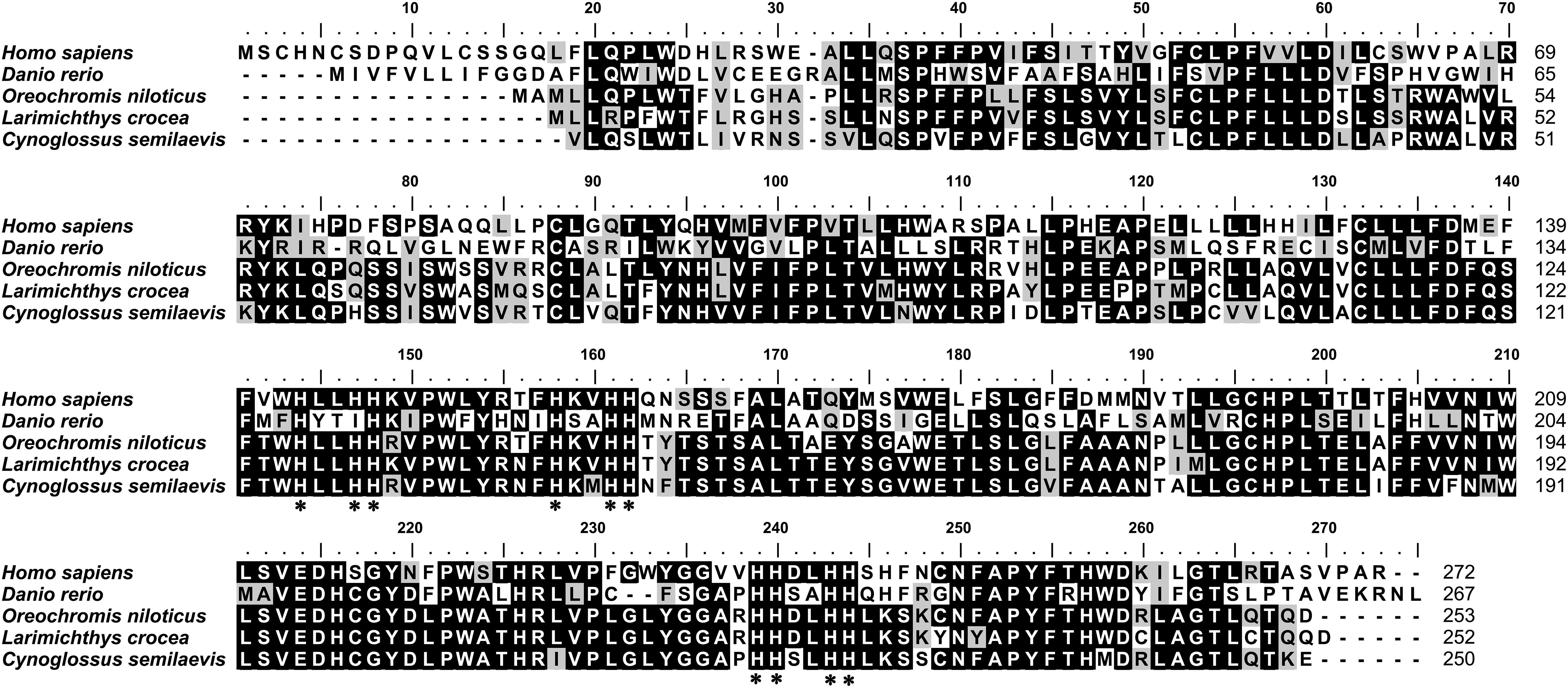 Frontiers | Cloning and Characterization of Cholesterol 25-Hydroxylase (ch25h) From a Marine Chinese Tongue Sole semilaevis), and Its Gene Expressions in Response to Dietary Arachidonic Acid | Marine