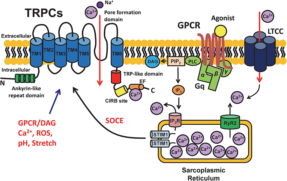 Frontiers  Evaluation of Serum Levels of Transient Receptor