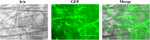 www.frontiersin.org