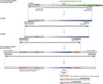 www.frontiersin.org