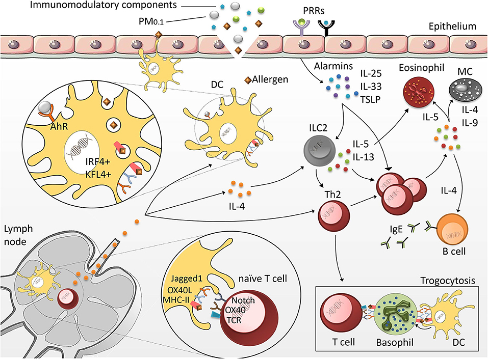 Frontiers  Mechanisms of Particles in Sensitization, Effector Function