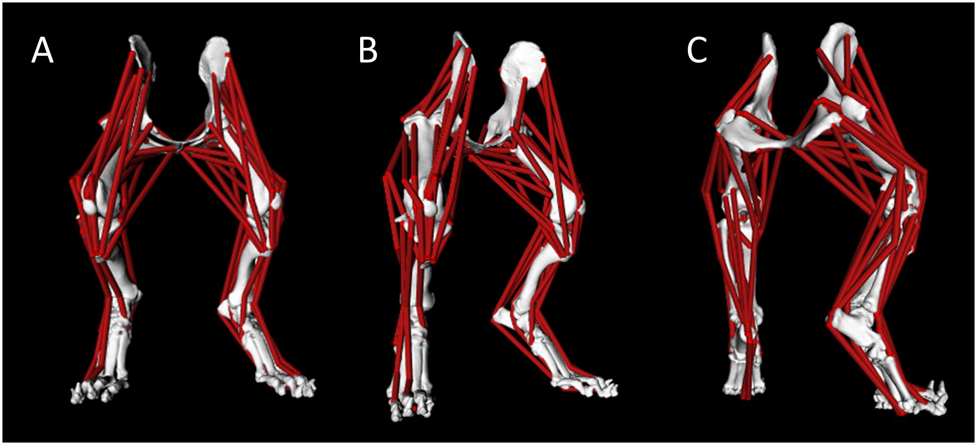 The simulation of isometric contraction of the isolated hip adductor