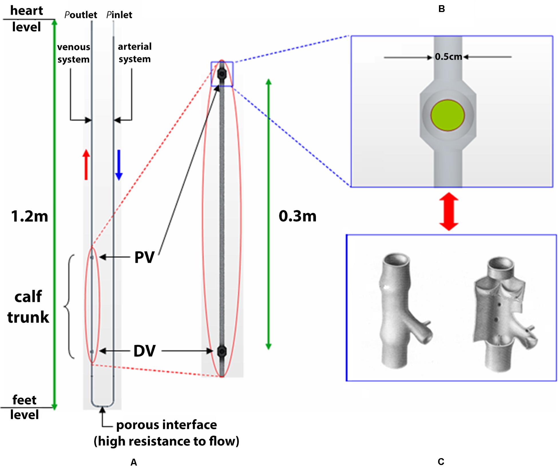 Equivalent circuit for single time constant model of tibia