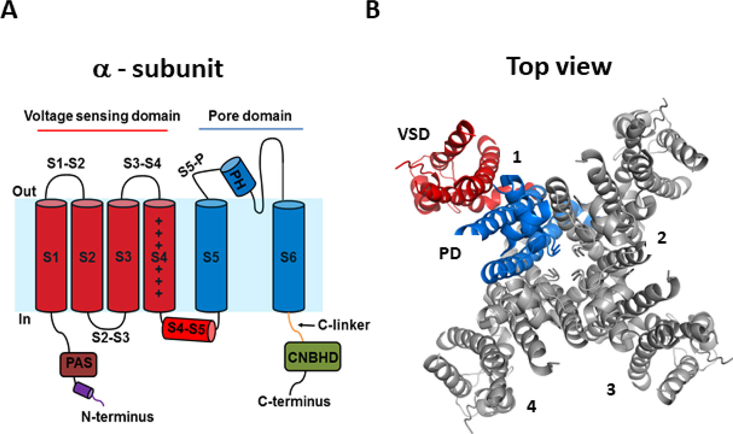 voltage gated ion channels animation