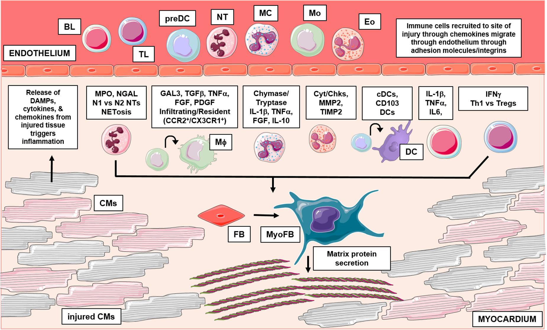 Frontiers Leukocyte Dependent Regulation Of Cardiac Fibrosis