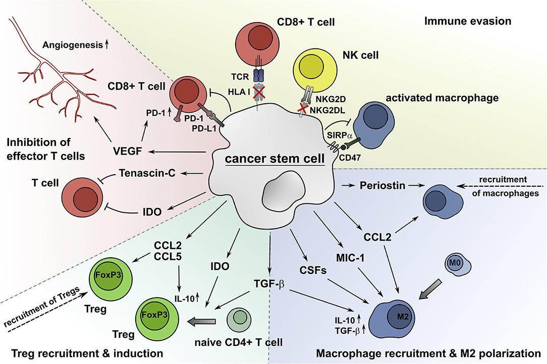 Frontiers Bidirectional Crosstalk Between Cancer Stem Cells And