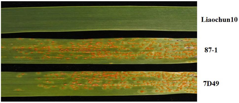 gispende gået vanvittigt Takke Frontiers | Fine Mapping of the Wheat Leaf Rust Resistance Gene LrLC10  (Lr13) and Validation of Its Co-segregation Markers | Plant Science