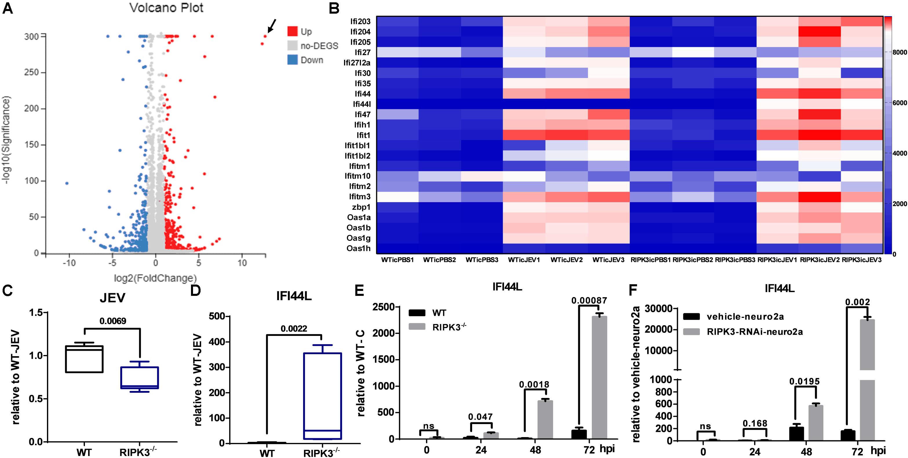 Frontiers Ripk3 Promotes Jev Replication In Neurons Via Downregulation Of Ifi44l Microbiology
