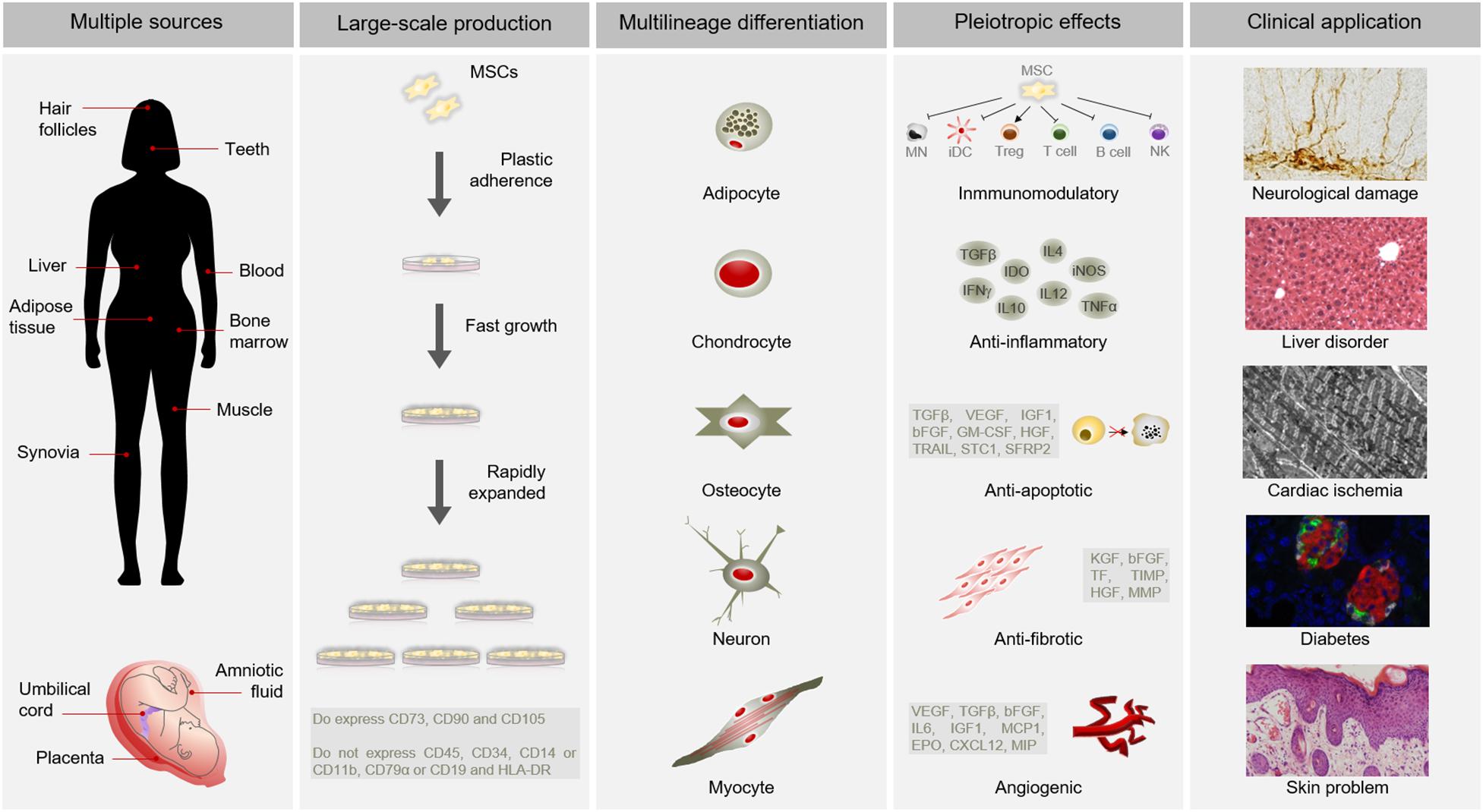 tunge Bopæl Frisør Frontiers | Therapeutic Potential of Mesenchymal Stem Cells for Cancer  Therapy | Bioengineering and Biotechnology