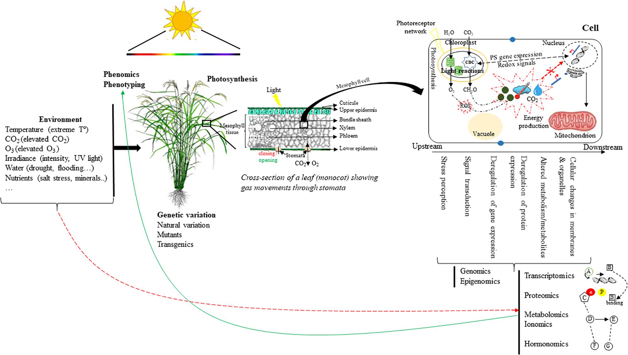 Frontiers Photosynthesis In A Changing Global Climate Scaling Up And Scaling Down In Crops Plant Science