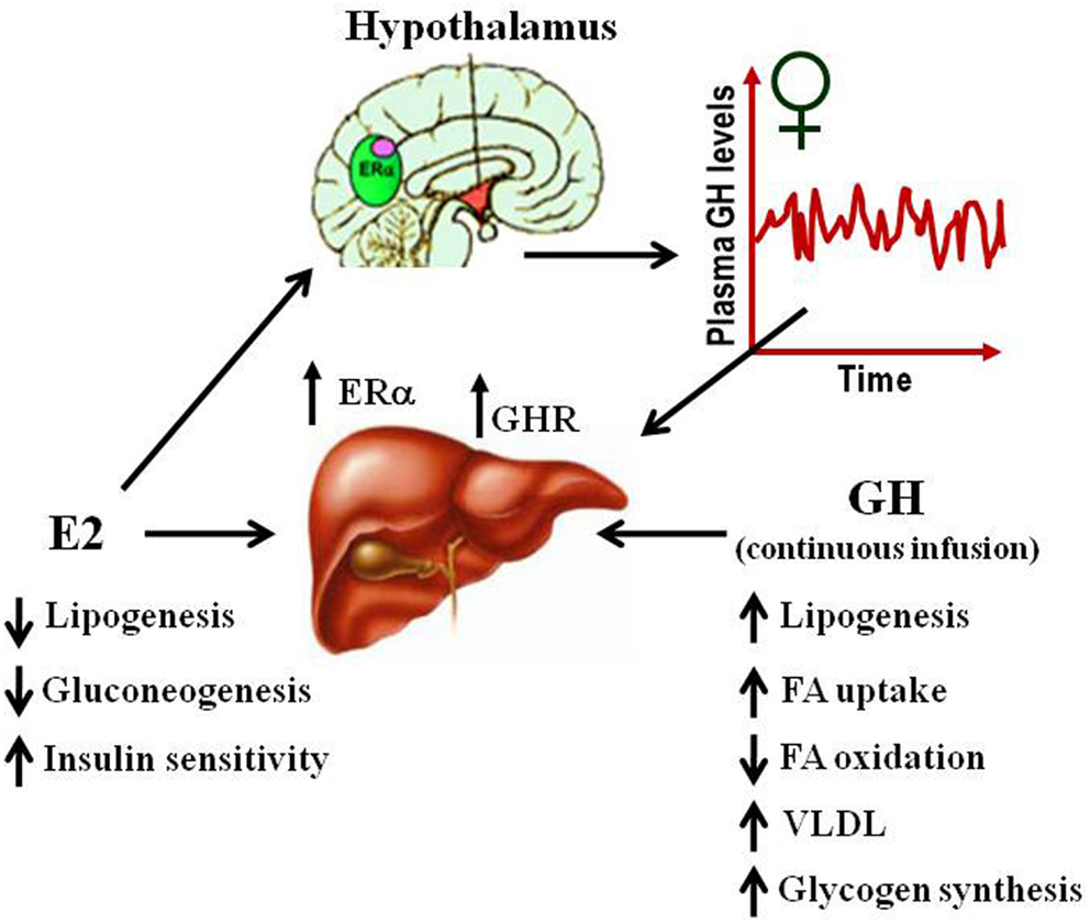 Frontiers Estrogens Regulate The Hepatic Effects Of Growth Hormone A 