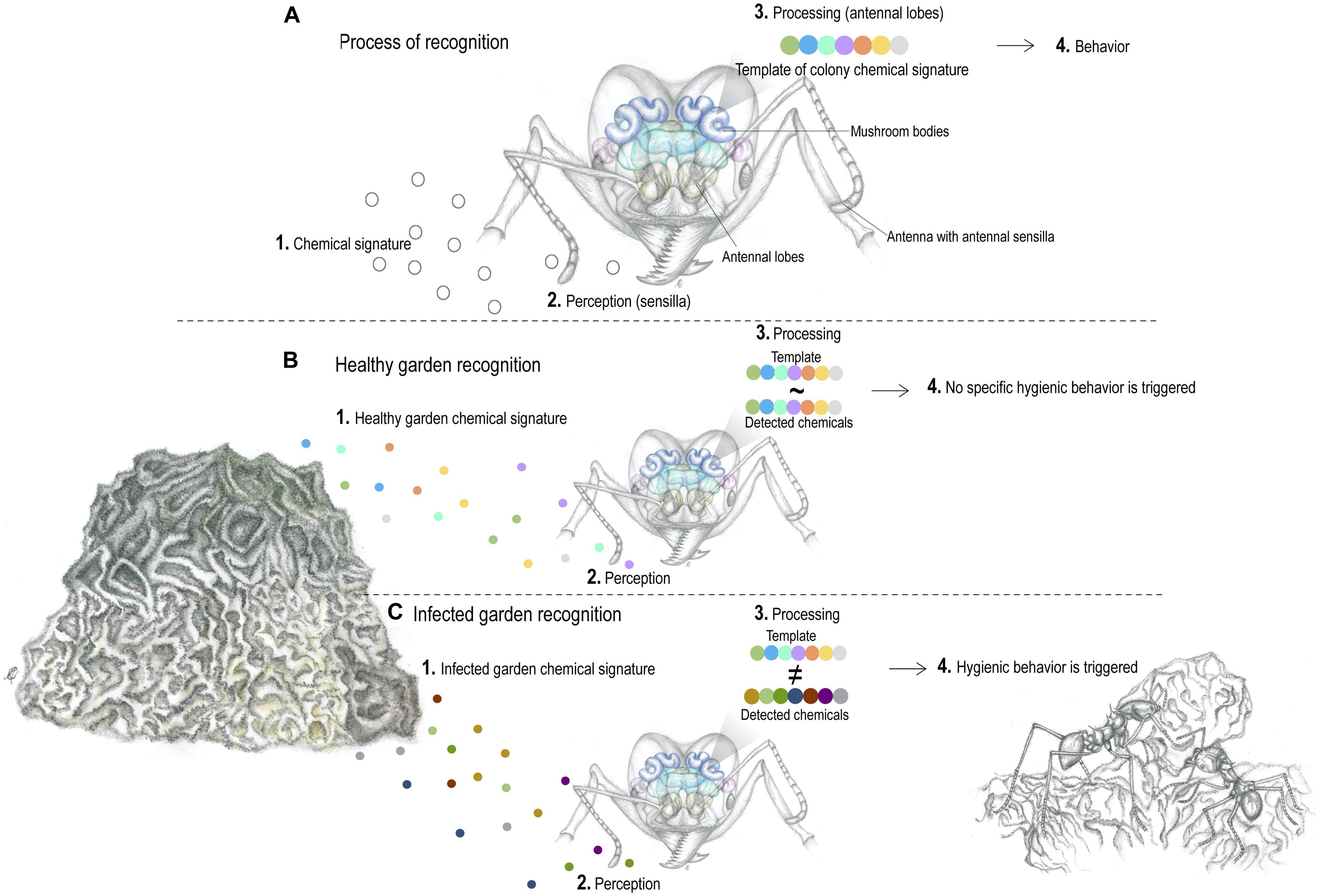 PDF) Mutualistic interactions between ants and fungi: A review