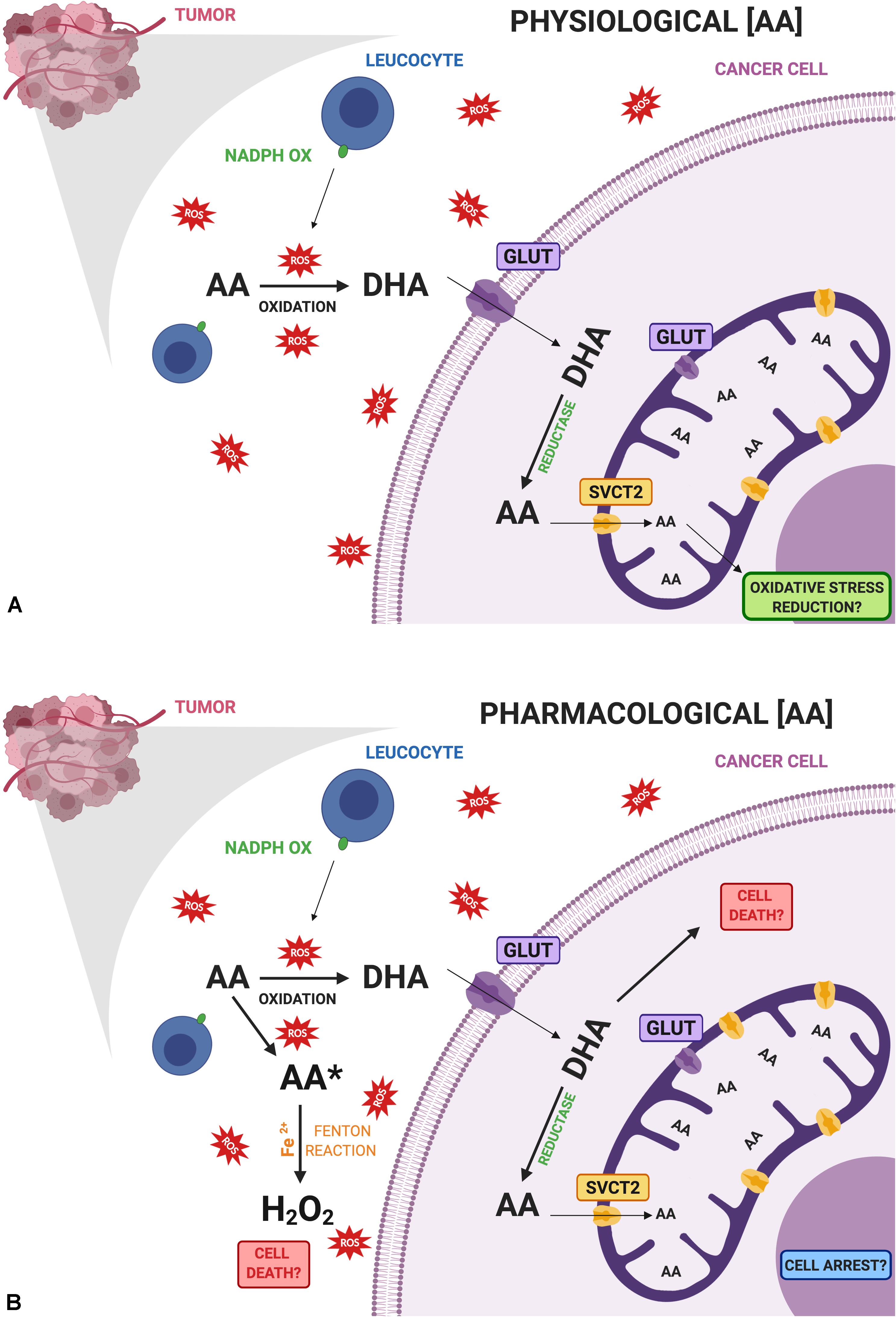 vitamin c cell turnover vitamin c cell turnover