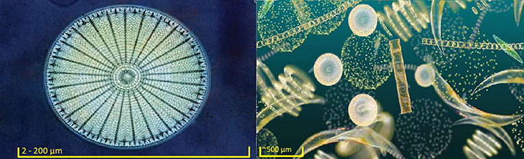 Figure 1 - A circular diatom (left)2 and a phytoplankton community (right)3 Scale bars are approximations of size.