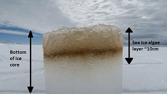 Figure 2 - An ice core showing sea ice algae (brown layer inside the ice), including diatoms, dwelling within the bottom 10 cm of the ice4.