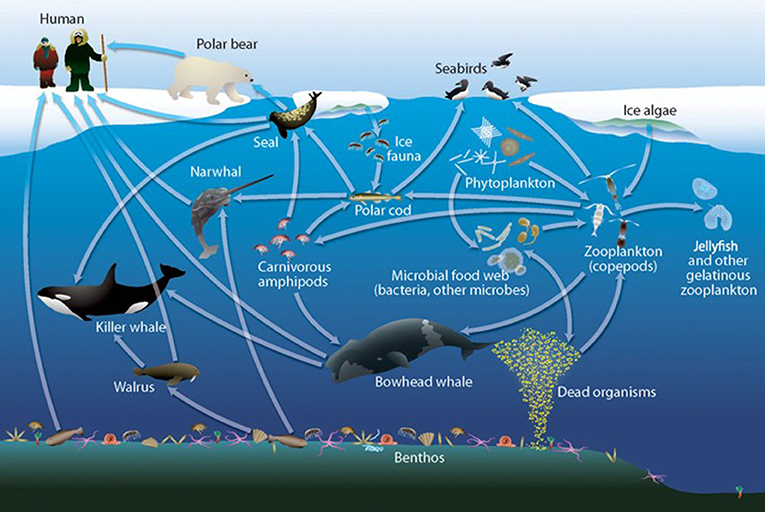 Figure 3 - The Arctic’s marine food web [2].