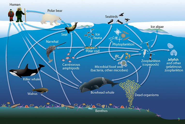 alpine food web