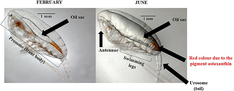 Figure 4 - Calanus copepods sampled in February (left) and June (right).