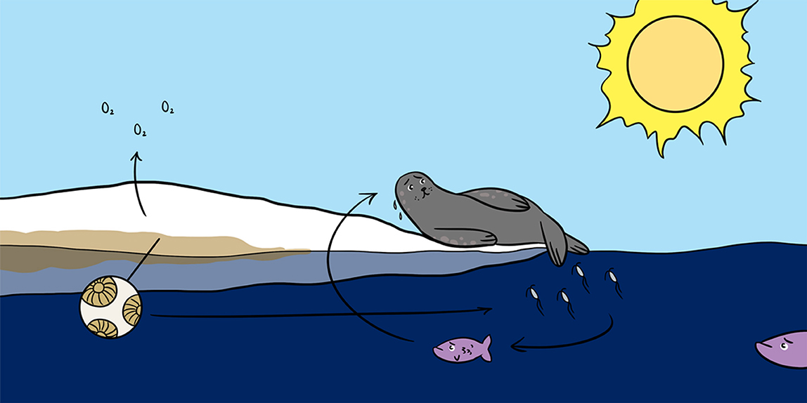 The Bottom Of The Arctic S Food Web Is Of Top Importance Frontiers For Young Minds