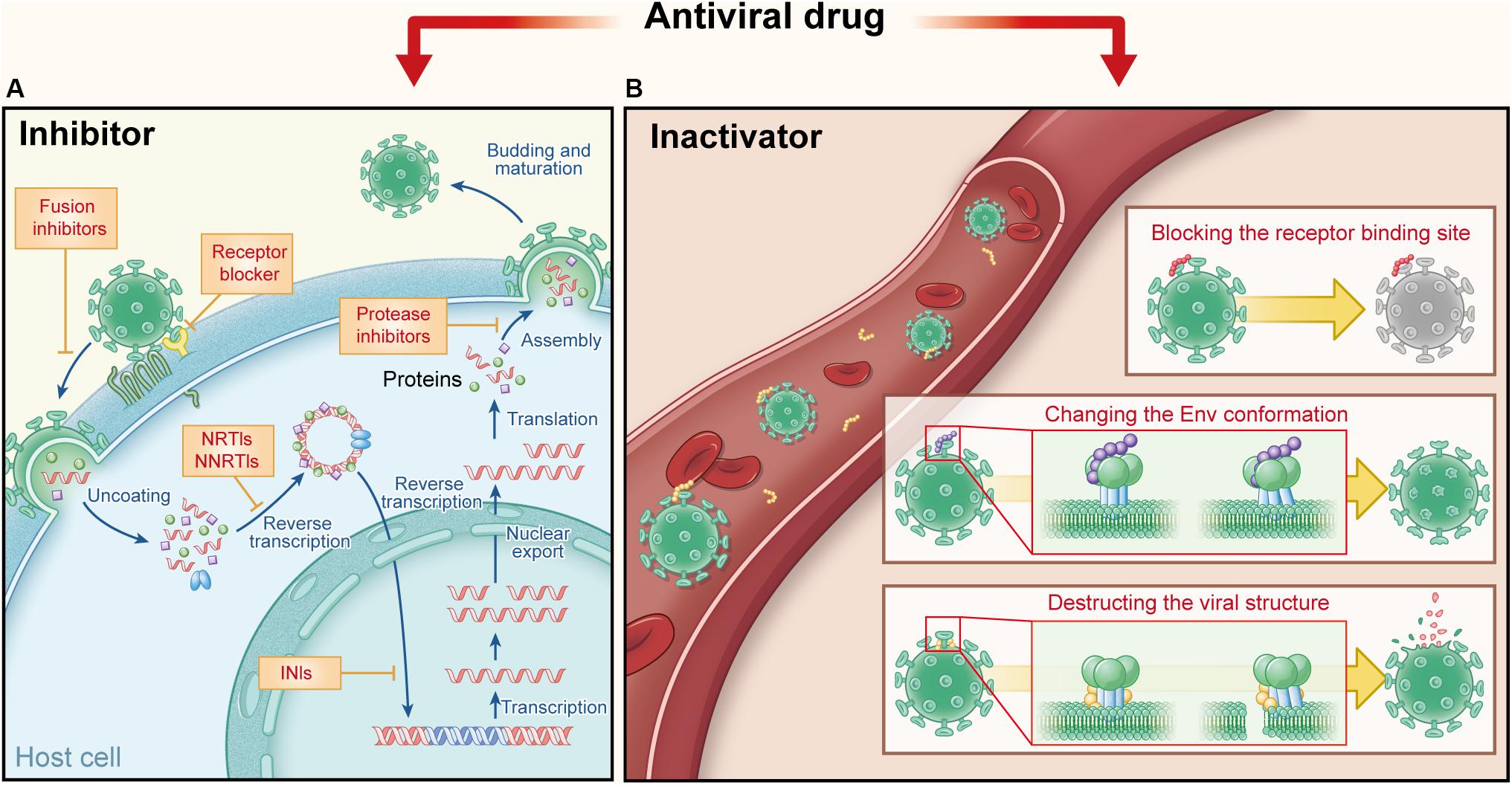 Frontiers Protein- and Peptide-Based Virus Inactivators Inactivating Viruses Before Their Entry Into Cells image image