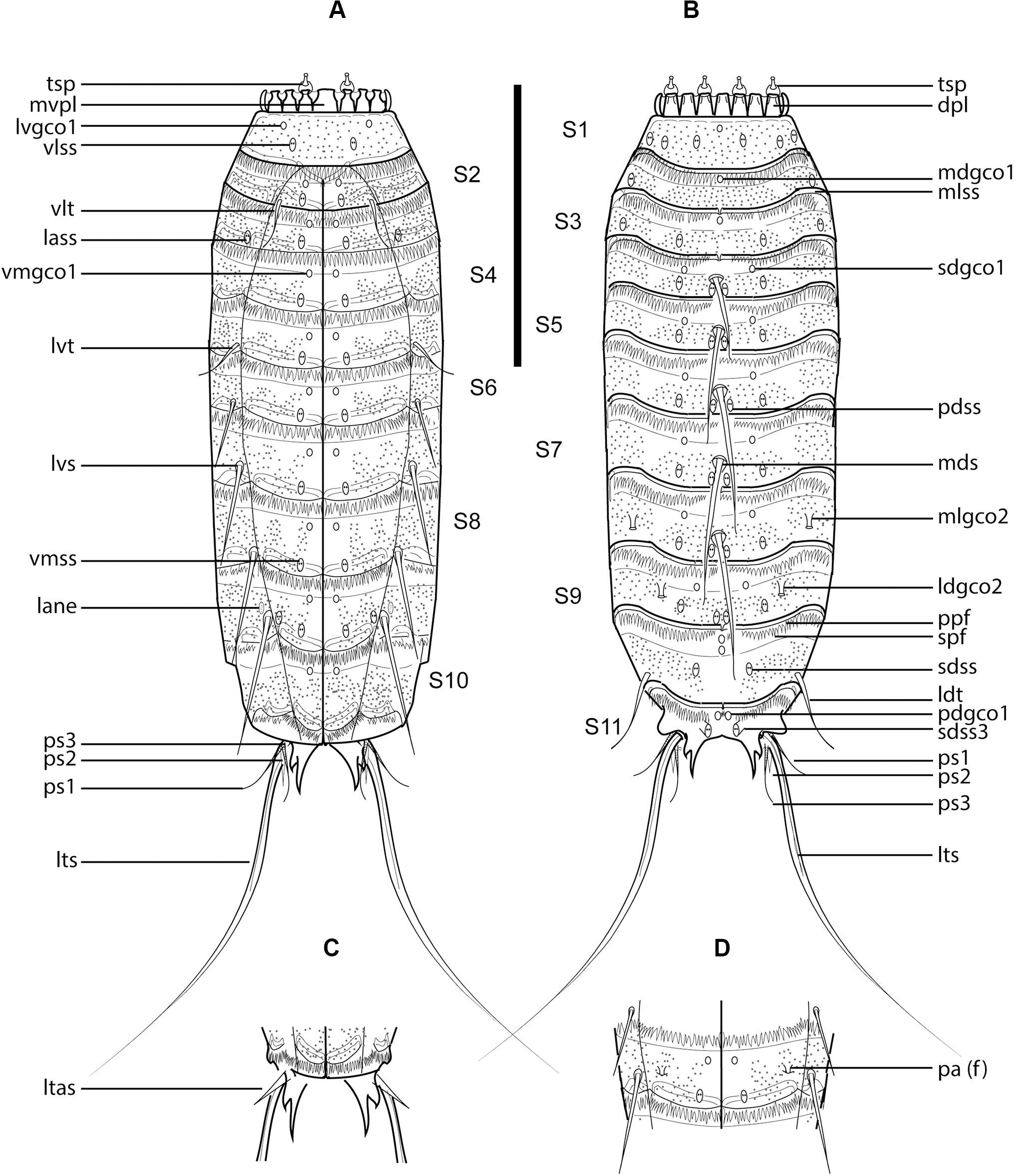 New mud dragons from Svalbard: three new species of Cristaphyes and the  first Arctic species of Pycnophyes (Kinorhyncha: Allomalorhagida:  Pycnophyidae) [PeerJ]