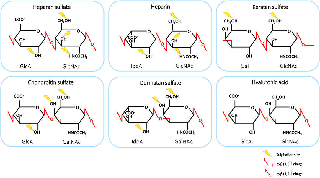 Glycosaminoglycans