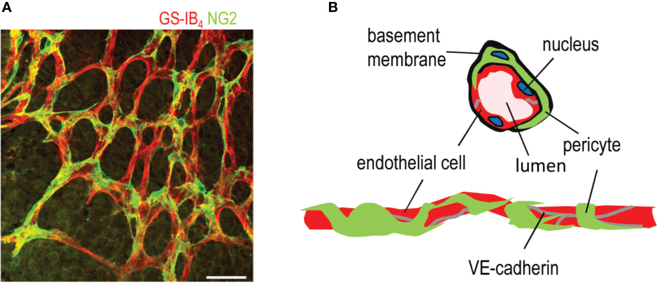 Frontiers  Exploring the Retinal Binding Cavity of