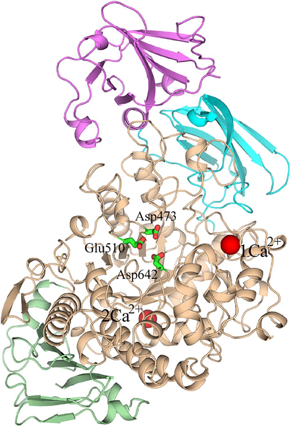 Frontiers Understanding Thermostability Factors of