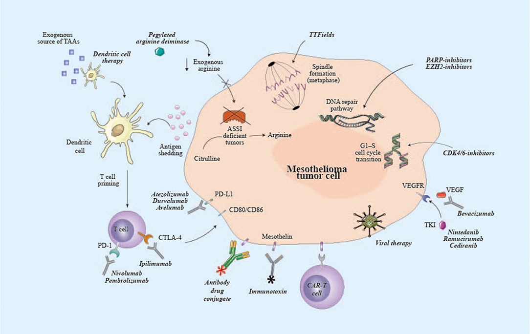 origin of the term mesothelioma