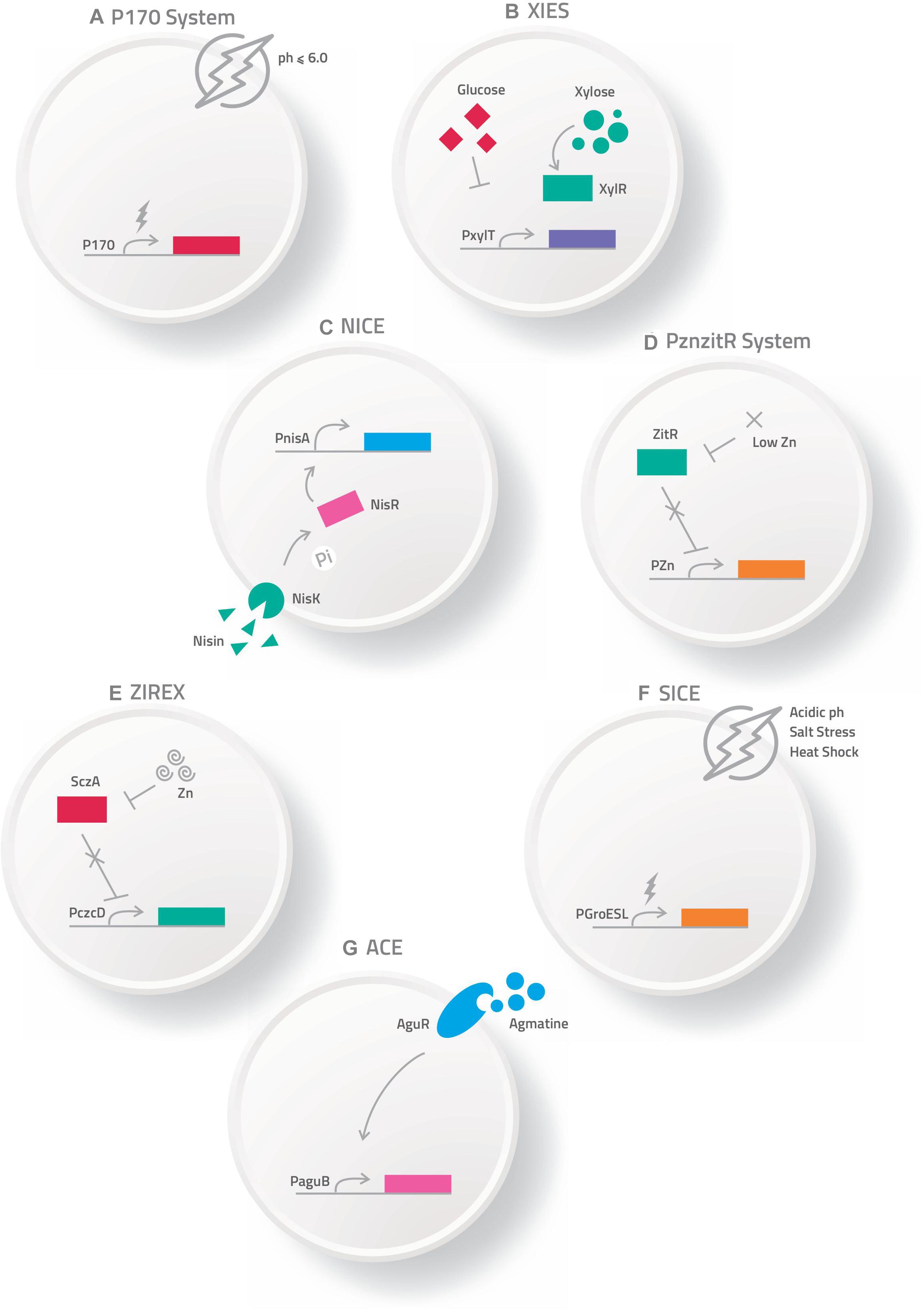 Frontiers Novel Strategies For Efficient Production And Delivery Of Live Biotherapeutics And Biotechnological Uses Of Lactococcus Lactis The Lactic Acid Bacterium Model Bioengineering And Biotechnology