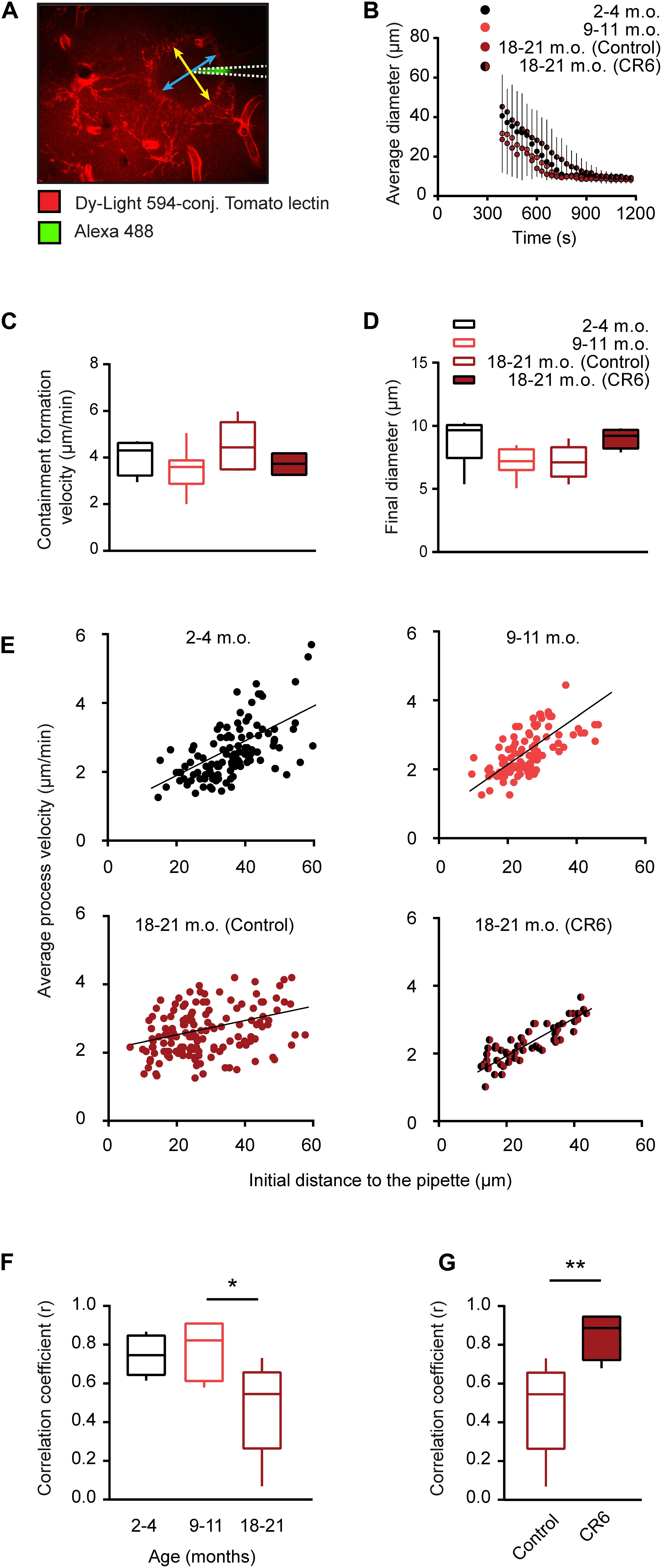 Frontiers Effect Of Caloric Restriction On The In Vivo Functional Properties Of Aging Microglia Immunology
