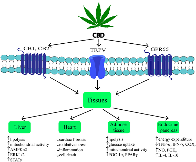 Frontiers | Phytocannabinoids: Useful Drugs for the Treatment of ...