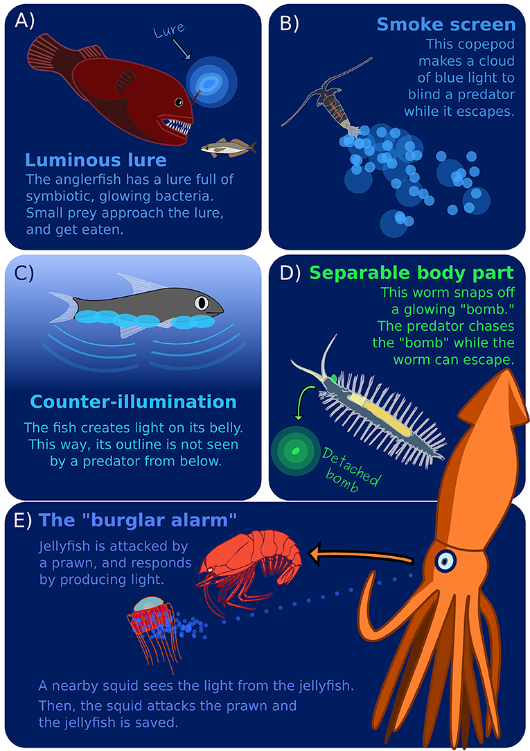 Top 142+ List of animals that use bioluminescence - Merkantilaklubben.org
