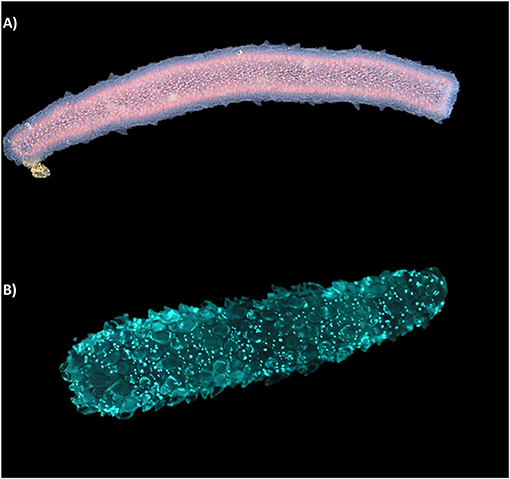 图 2 - 火体虫 (Pyrosomes): 有趣的生物发光动物。