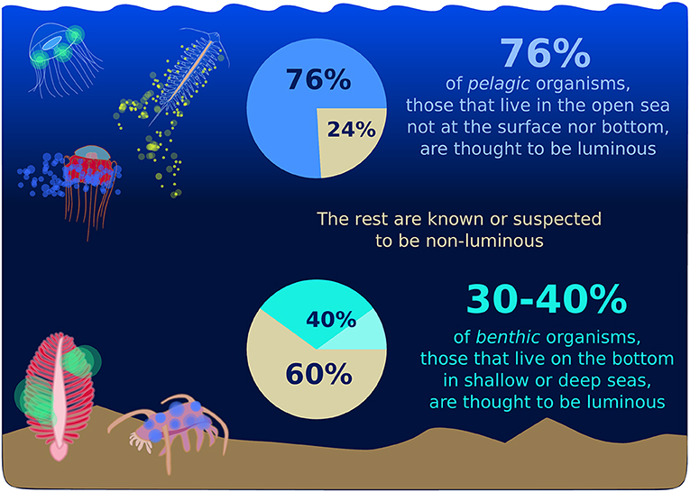 Figure 3 - Bioluminescent animals can be found throughout the ocean.