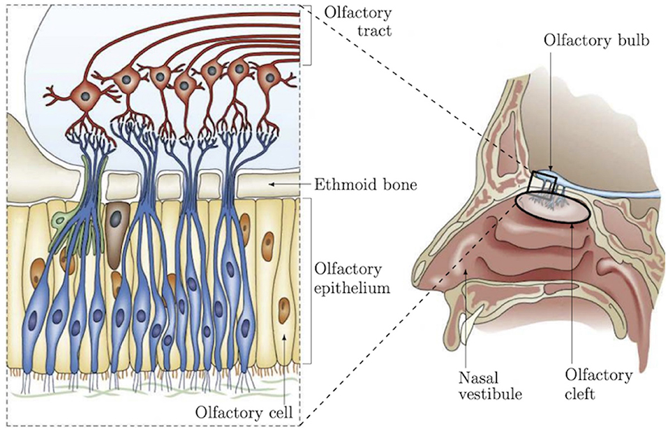 olfactory nose