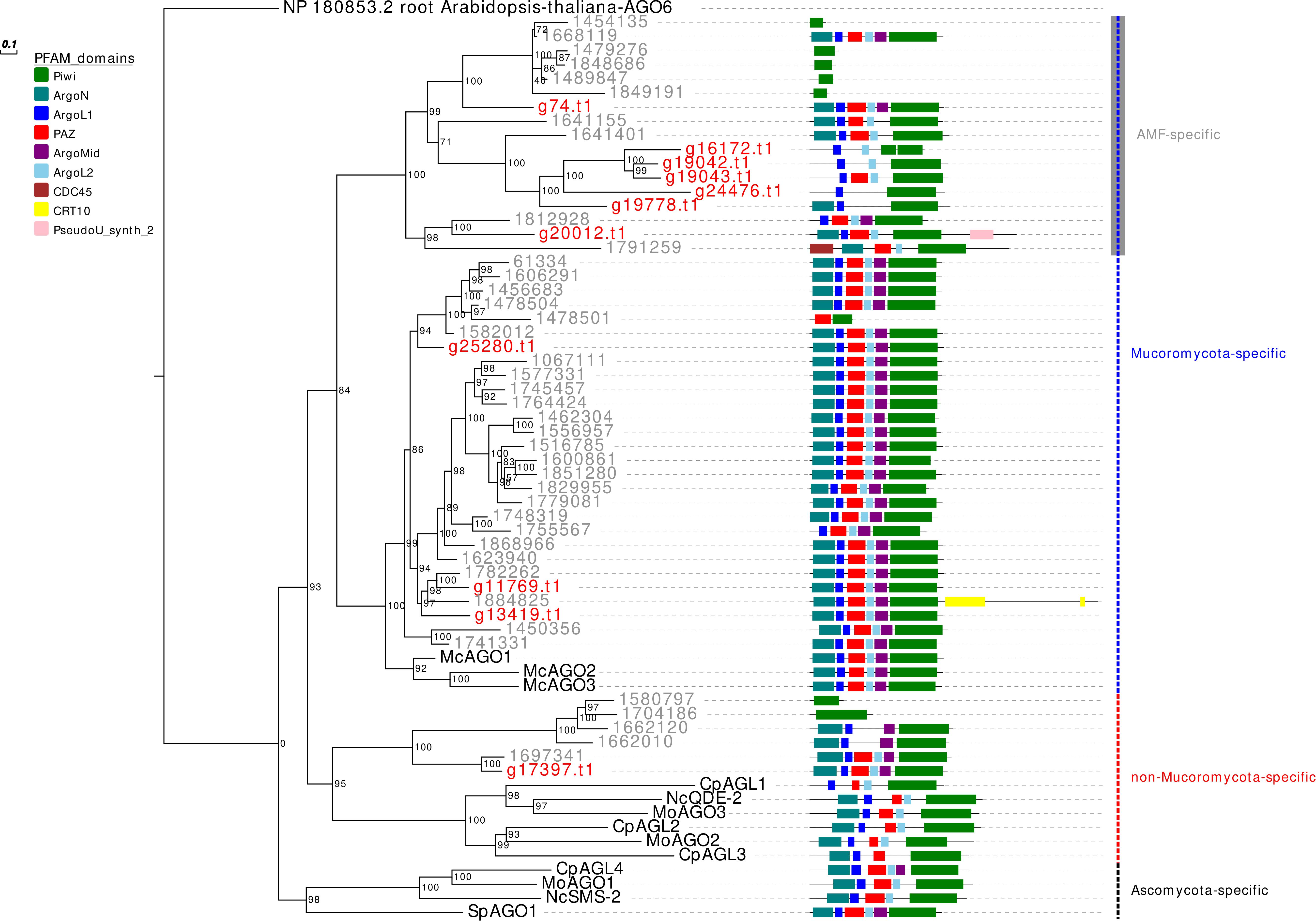 Frontiers Different Genetic Sources Contribute To The Small Rna Population In The Arbuscular Mycorrhizal Fungus Gigaspora Margarita Microbiology