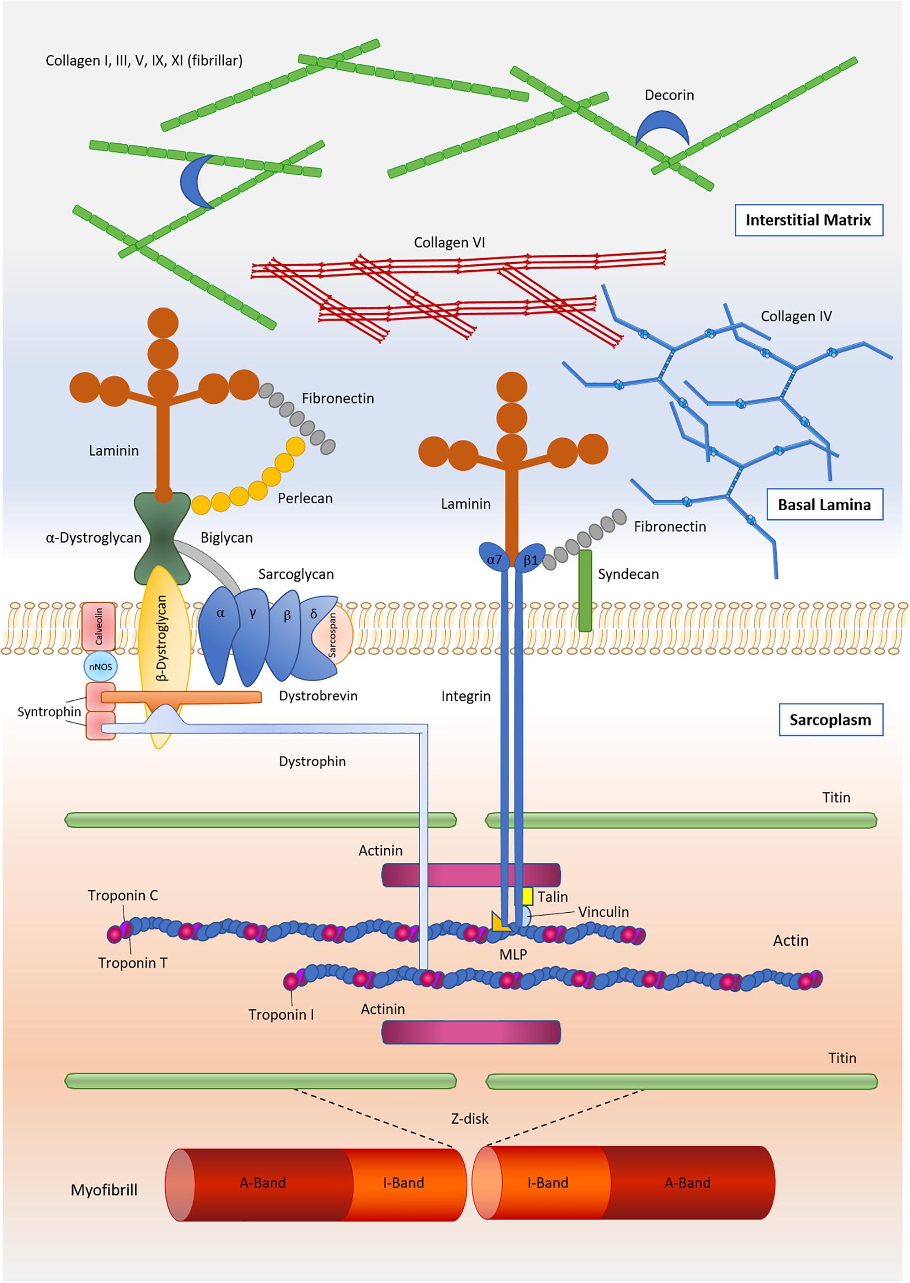 Skeletal Muscle Structure - Wize University Physiology Textbook