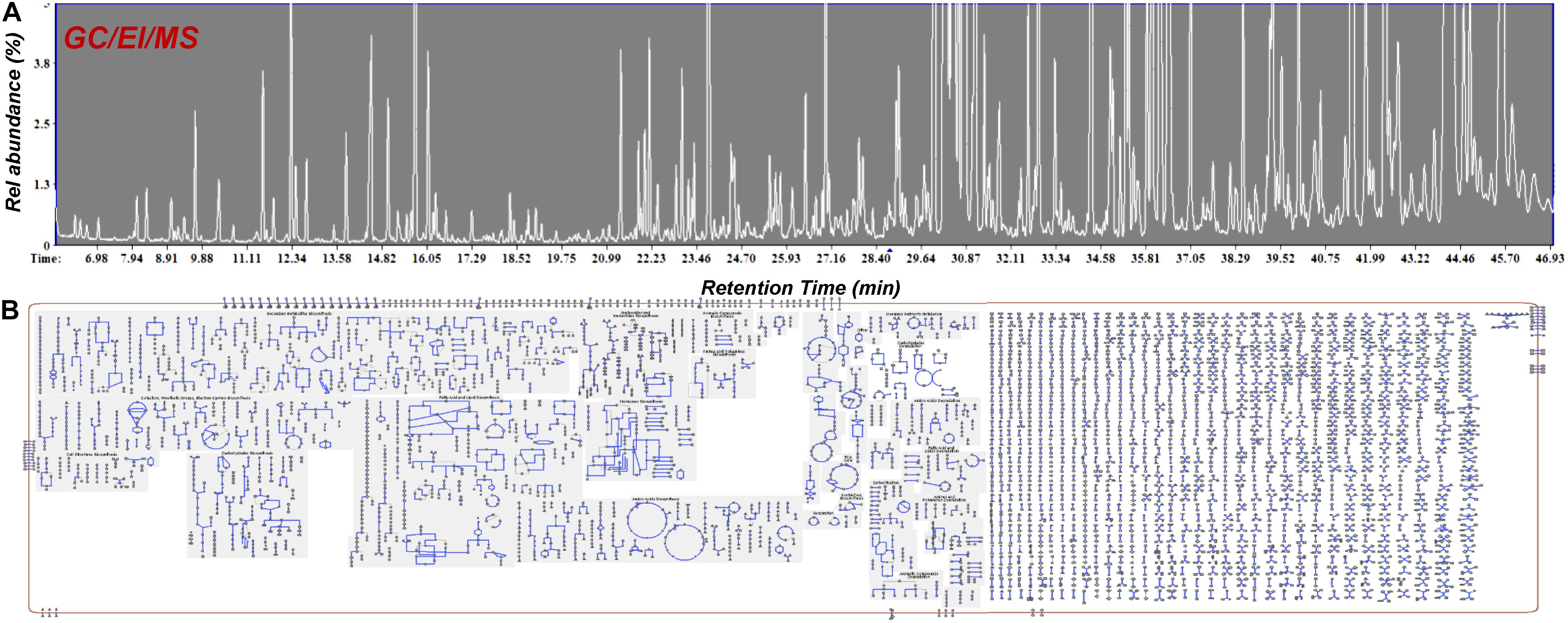 Frontiers Cannabinomics Application Of Metabolomics In Cannabis Cannabis Sativa L Research And Development Plant Science