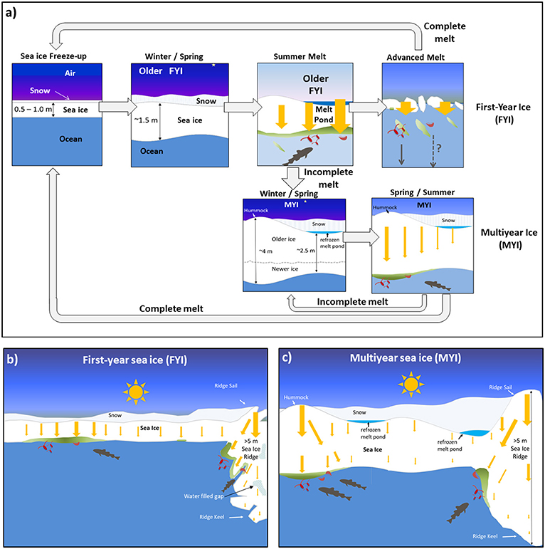 Figure 1 - Comparison of first-year and multiyear sea ice.