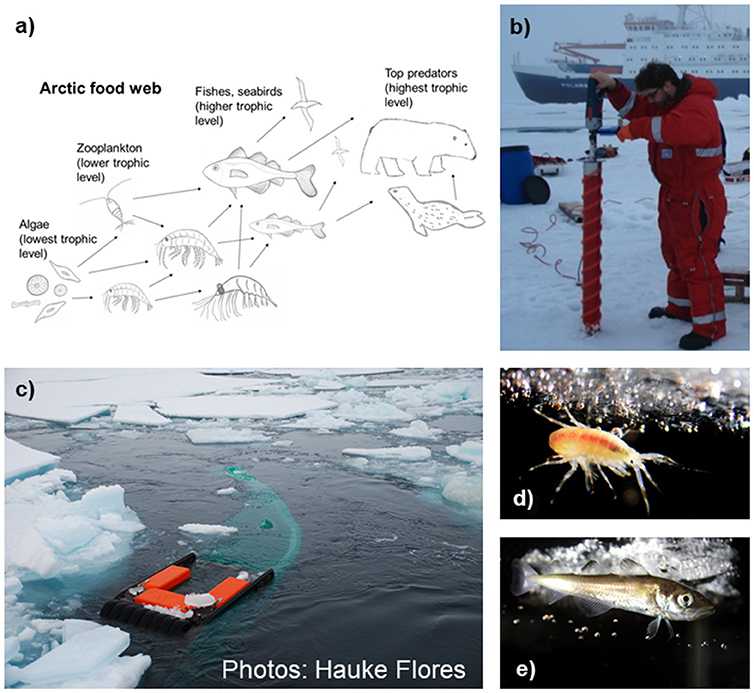 Figure 2 - (a) Simplified structure of the Arctic food web.