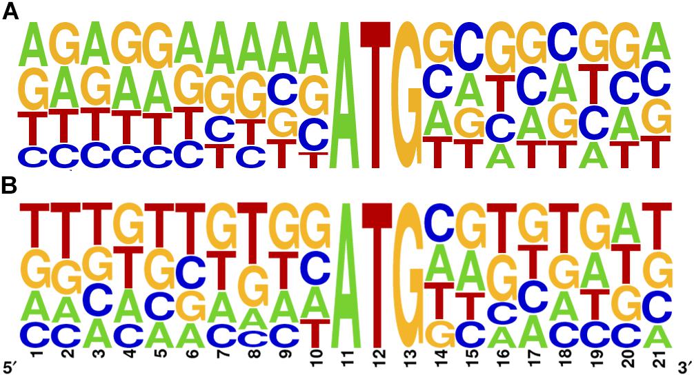 Frontiers | Upstream ORFs Influence Translation Efficiency in the ...