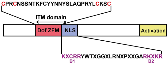 www.frontiersin.org