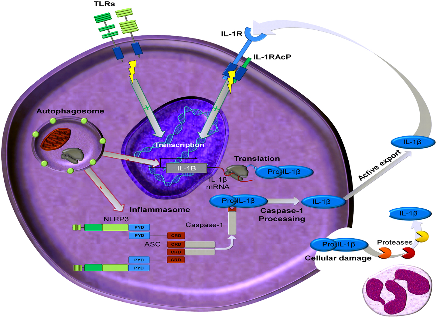 New insights in the immunobiology of IL-1 family members